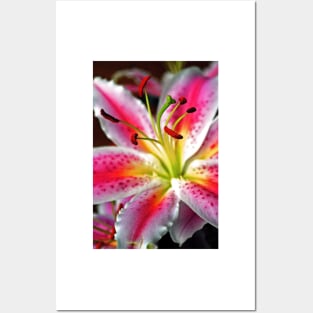 Pink Lily Lilium Herbaceous Flowering Plants Posters and Art